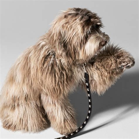 celine pet bijenkorf|Celine Debuts New Dog Accessory Collection .